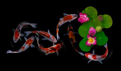 Improve the Appearance of Your Koi Pond!