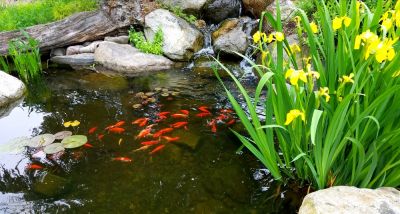 Continue to Enjoy the Peace and Tranquility a Koi Pond Brings!