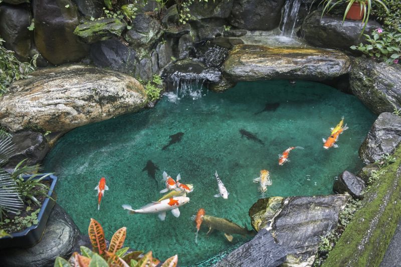 Koi Pond Cleaning Promotions