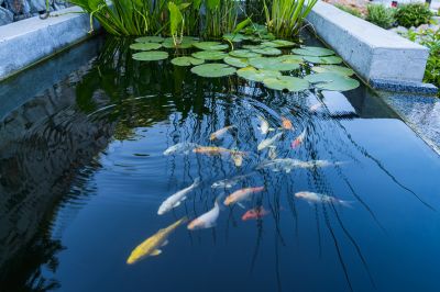 Service Locations for Koi Pond Cleaning