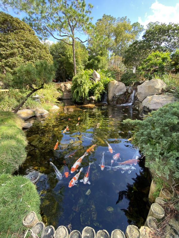 Koi Fish in Clean Pond