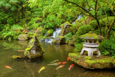 Avoid the Growth of Algae in Your Pond!