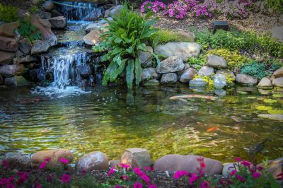Ensure That Your Koi are Healthy with a Clean Pond!